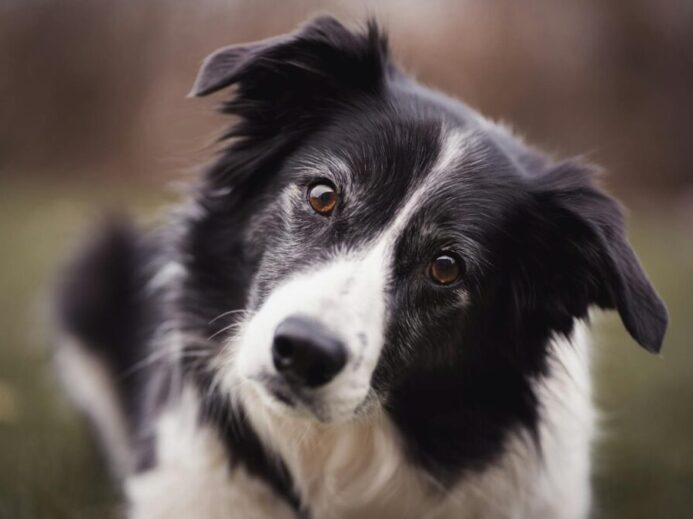 Charming close-up shot of a Border Collie dog with attentive eyes and fur detail.