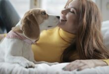 A joyful woman cuddling with her Beagle dog on a bed indoors.