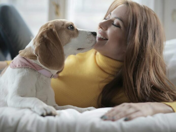 A joyful woman cuddling with her Beagle dog on a bed indoors.