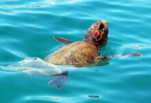 Caretta Caretta