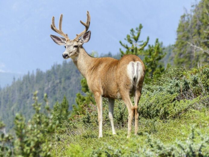 A wild buck with antlers stands gracefully in a lush mountainous landscape, showcasing nature's beauty.