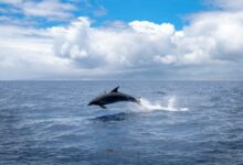 A dolphin jumping out of the water on a cloudy day