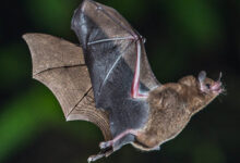 Short-tailed Fruit Bat