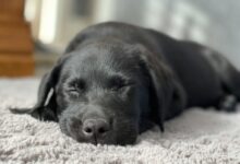 a dog sleeping on a rug