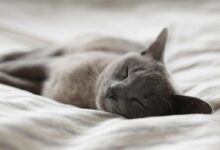 Russian Blue cat sleeping on whit textile