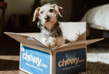 brown and white long coated dog in blue and white box
