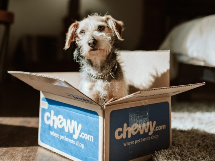 brown and white long coated dog in blue and white box