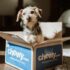 brown and white long coated dog in blue and white box