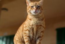 a cat sitting on a ledge