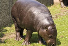 Pygmy hippo