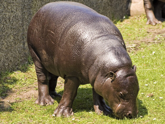 Pygmy hippo
