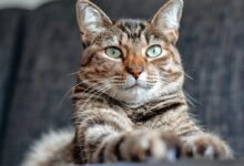 brown tabby cat lying on white textile
