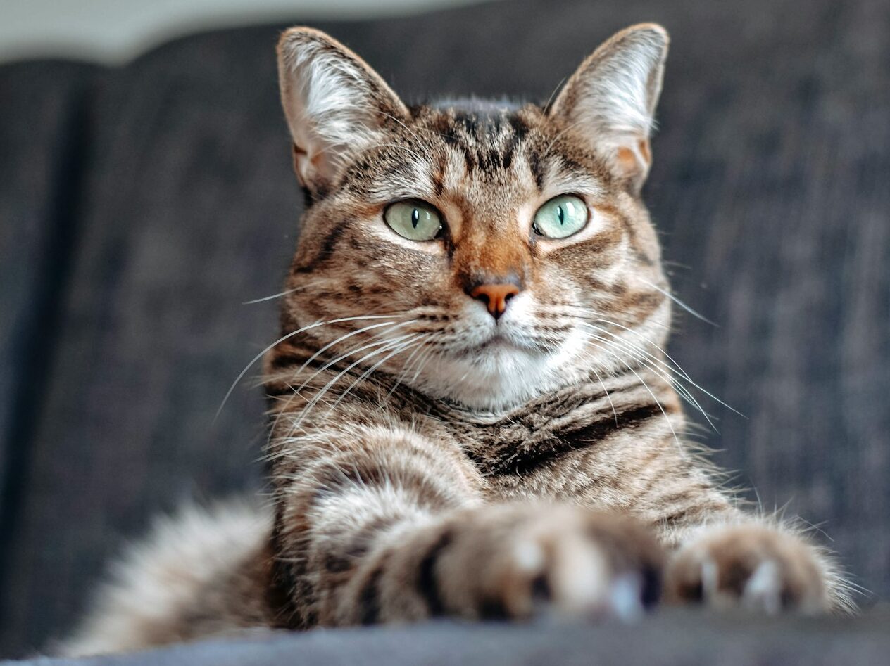brown tabby cat lying on white textile