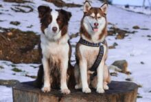 two short-coated dogs sitting on tree log