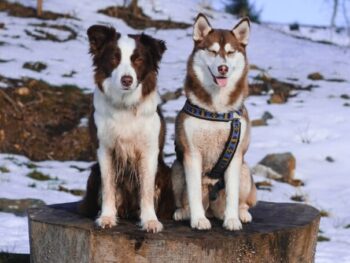 two short-coated dogs sitting on tree log