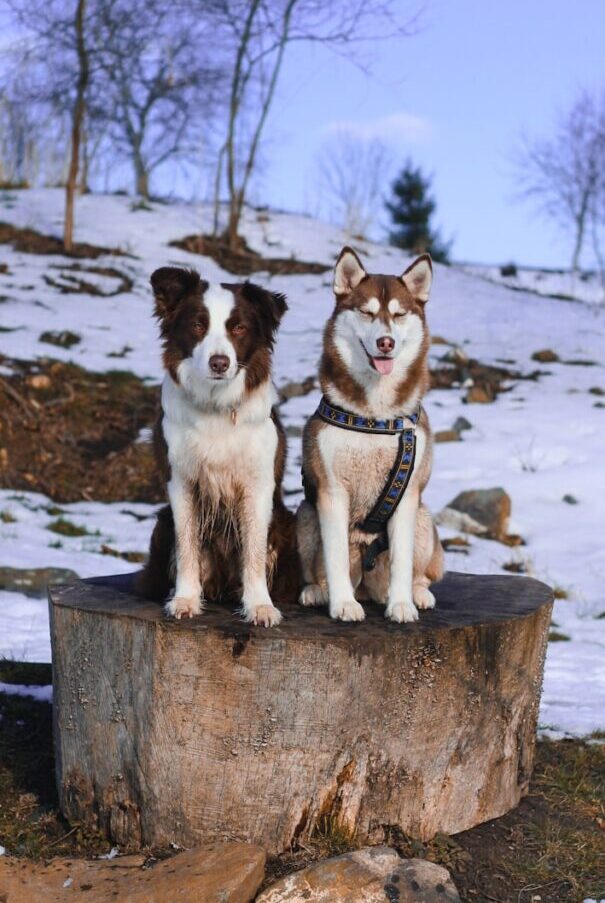 two short-coated dogs sitting on tree log
