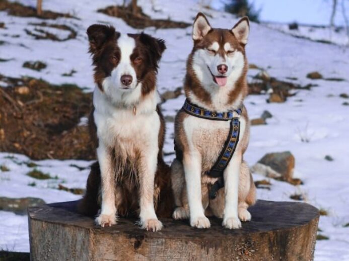 two short-coated dogs sitting on tree log