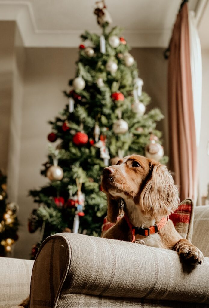 Nathan McDine - NeposlušnéTlapky long-coated brown dog on gray couch