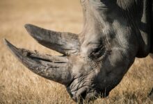 rhinoceros eating grass