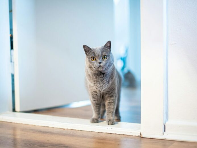 long-fur brown cat standing near opened-door door
