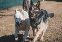 a couple of dogs that are standing in the grass