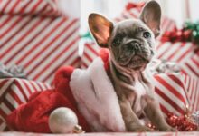 brindle French bulldog puppy in Santa hat