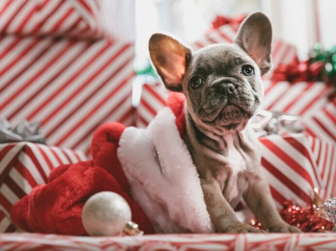 brindle French bulldog puppy in Santa hat