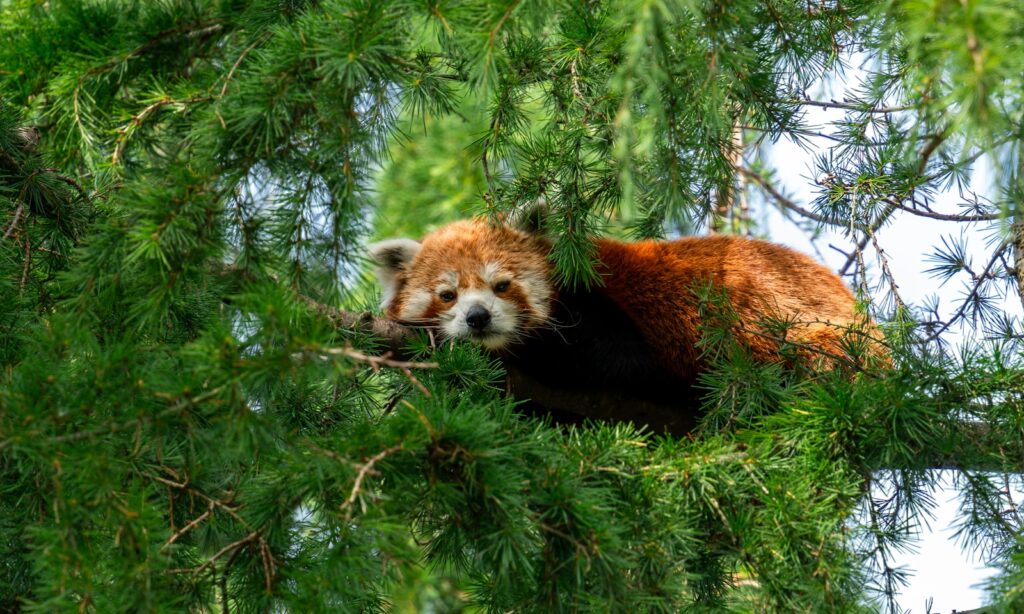 Niels Baars - NeposlušnéTlapky a red panda is sitting in a tree