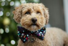 selective focus photography of tan puppy