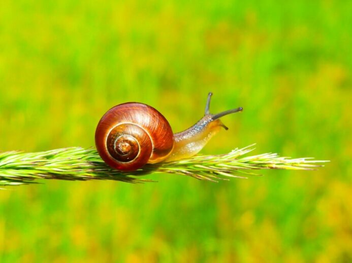 selective focus photography of snail on plant