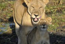 brown lioness