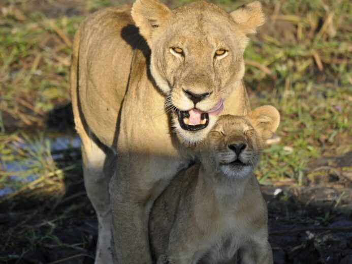 brown lioness