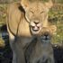 brown lioness