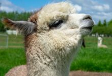 a llama looking at the camera