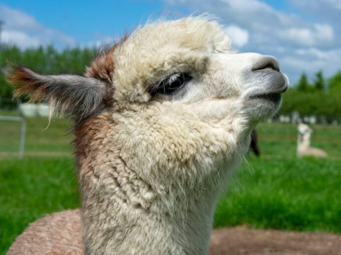 a llama looking at the camera