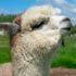 a llama looking at the camera