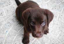 short-coated brown puppy on white floor