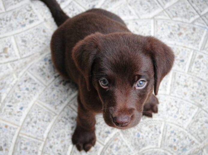 short-coated brown puppy on white floor