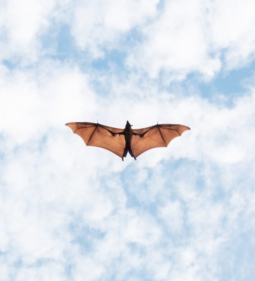 brown umbrella under blue sky during daytime