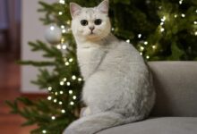 white cat sitting on gray sofa chair beside green christmas tree with string lights