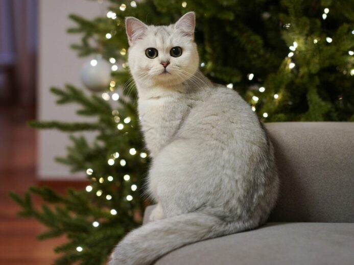 white cat sitting on gray sofa chair beside green christmas tree with string lights