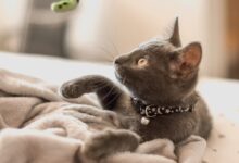 grey cat on white textile