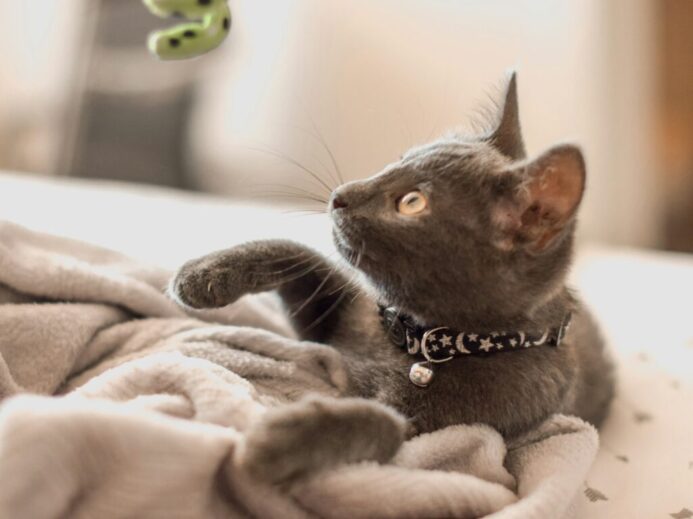 grey cat on white textile
