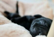 black labrador retriever puppy sleeping on white textile