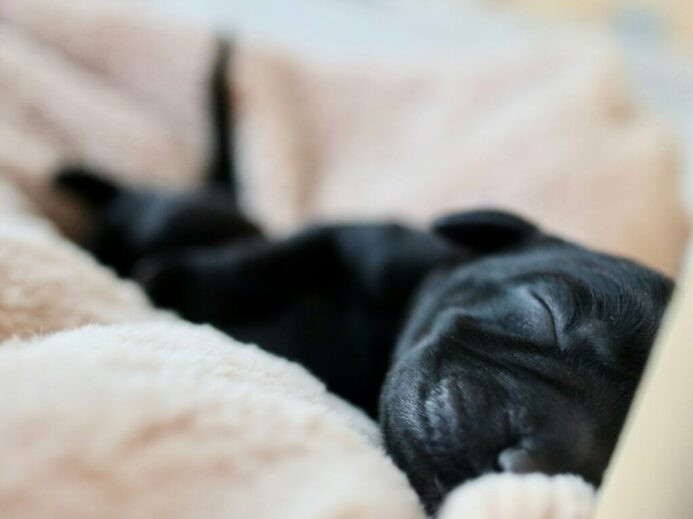black labrador retriever puppy sleeping on white textile