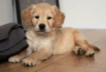 a puppy laying on the floor next to a blanket