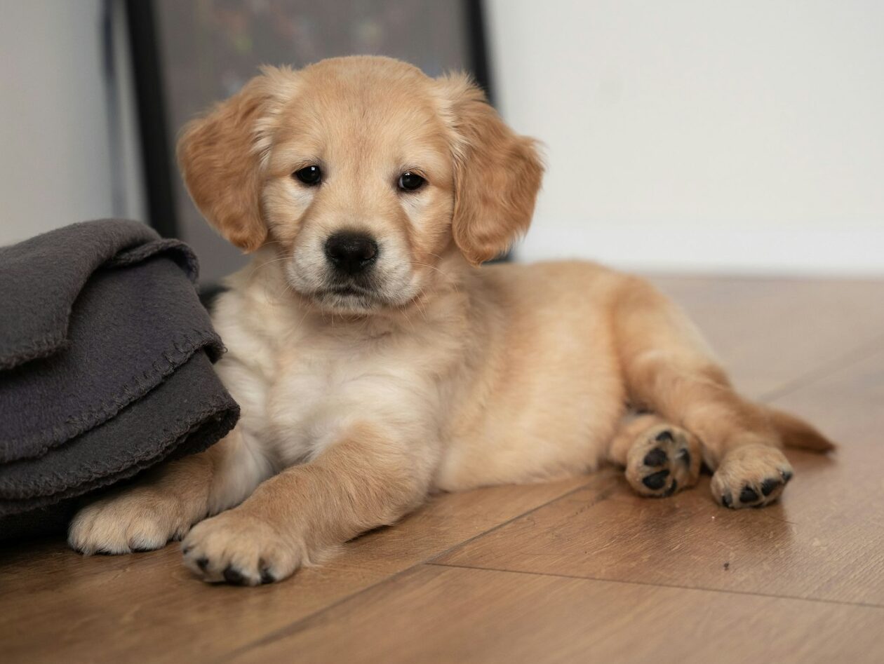 a puppy laying on the floor next to a blanket