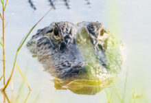 American Alligator (Alligator mississippiensis)