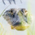 American Alligator (Alligator mississippiensis)