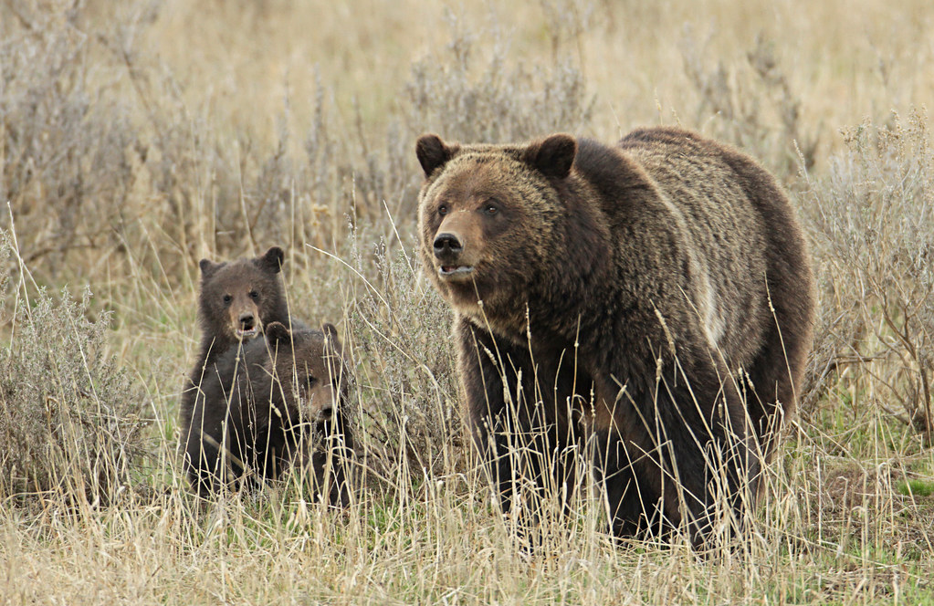 Grizzly sow and cubs near Fishing Bridge - NeposlušnéTlapky